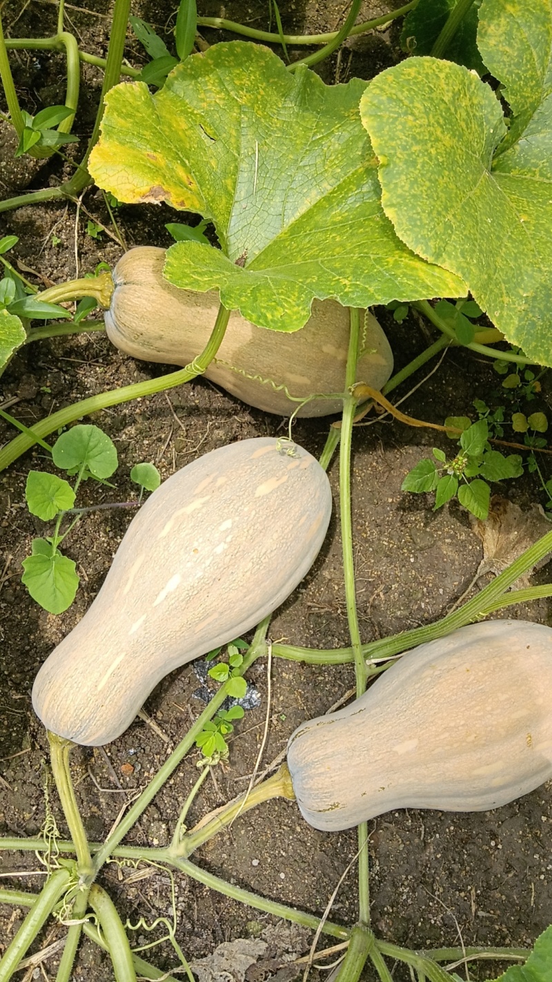 密本南瓜