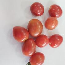 千禧小西红柿