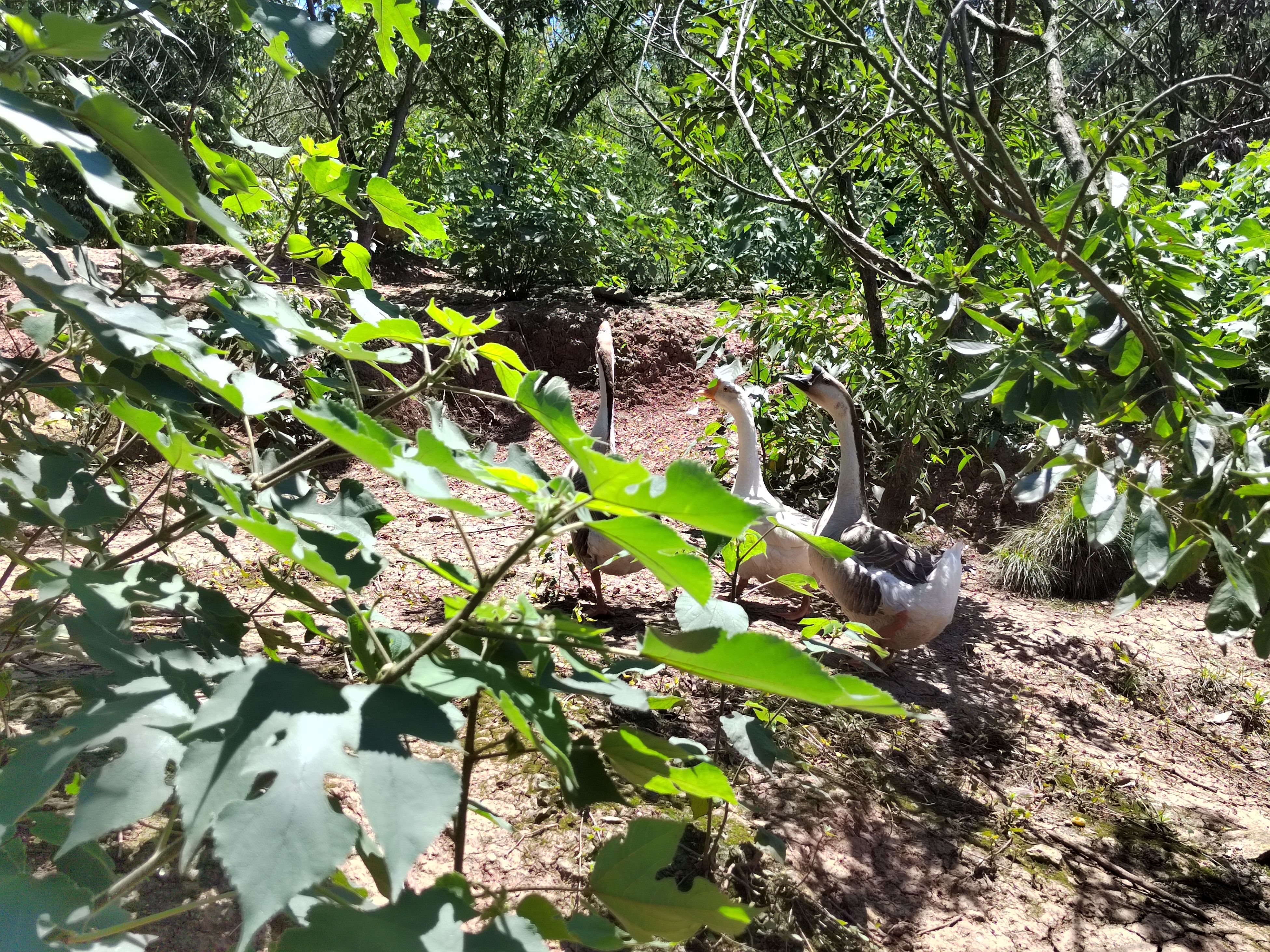 一群棕羽土鸡在晨光中的山林空地上自由觅食,地面散布落叶与昆虫,远处可见农户搭建的简易木棚鸡舍,体现生态放养的真实场景 林下散养土鸡群