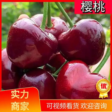 山东大樱桃~樱桃一件代发对接各大平台抖音快手淘宝