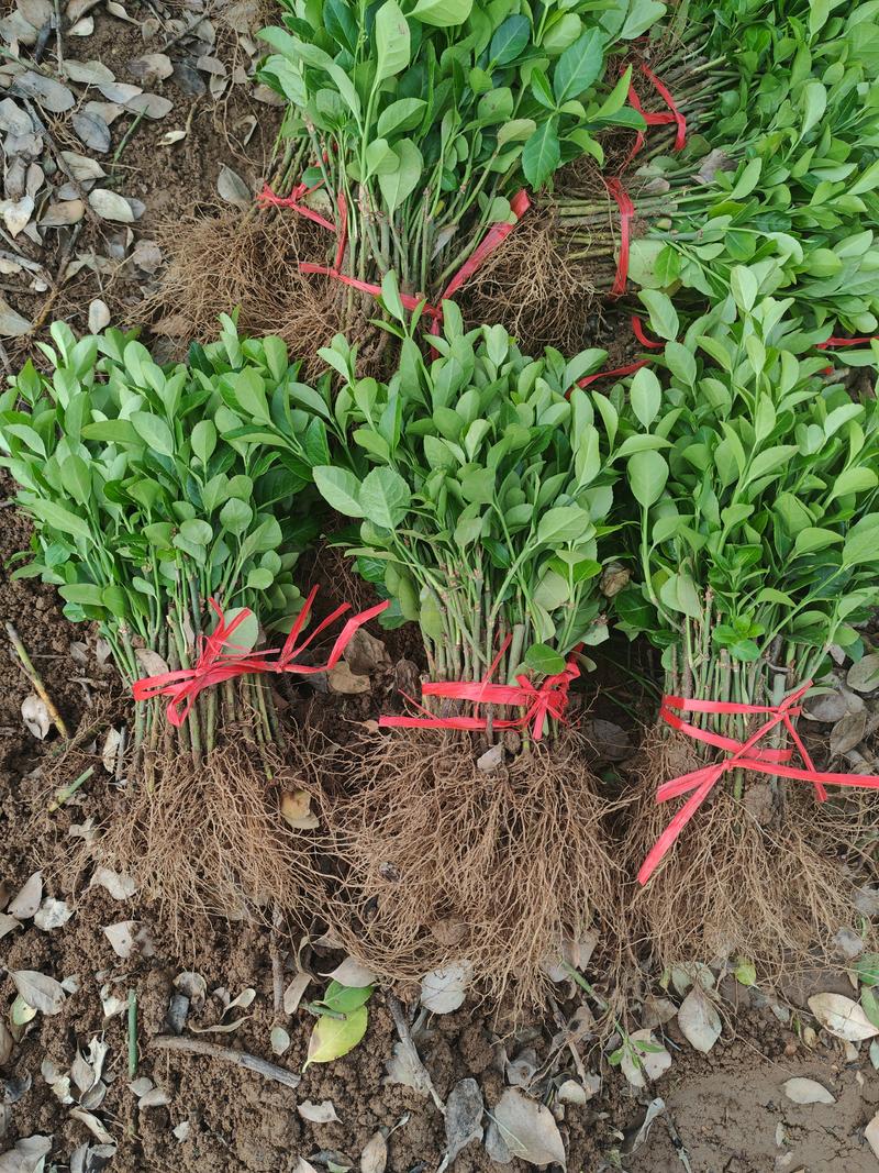 卫矛小苗15公分左右适合苗圃种植，根系发达，易存活