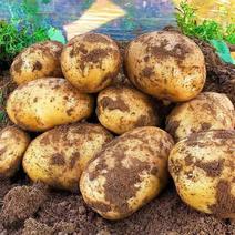 新野土豆新鲜上市大量供应质量保证对接市场商超供应链食堂
