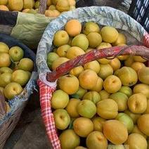 陕西大荔县优质凯特杏金寿杏大量上市，产地直发，货源足