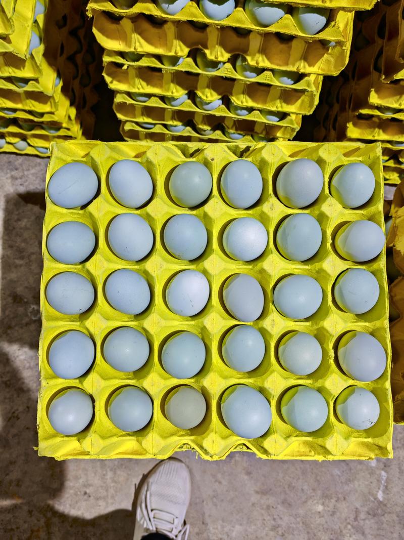 精品绿壳土鸡蛋基地直供货源充足质量保证蛋黄金黄色