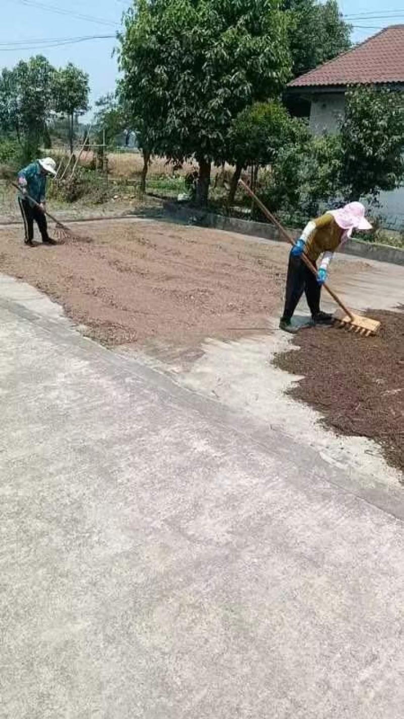 车前子大量供应，支持零售批发，量大从优，四川德阳发货。