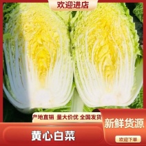 大量供应黄心大白菜，可以走巿场，可以入冷库，品质好，质量好，