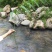 野生黄精