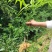 野生黄精