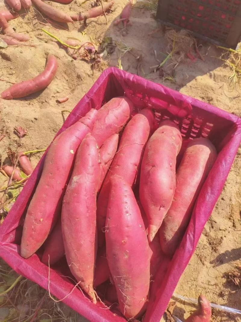 【推荐】西瓜红红薯批发一件代发对接市场电商欢迎致电