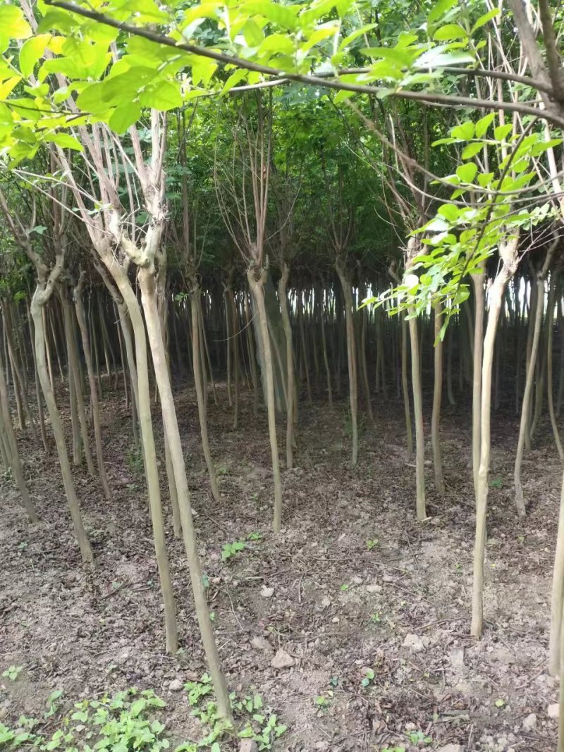 3公分紫薇量大，需要的联系