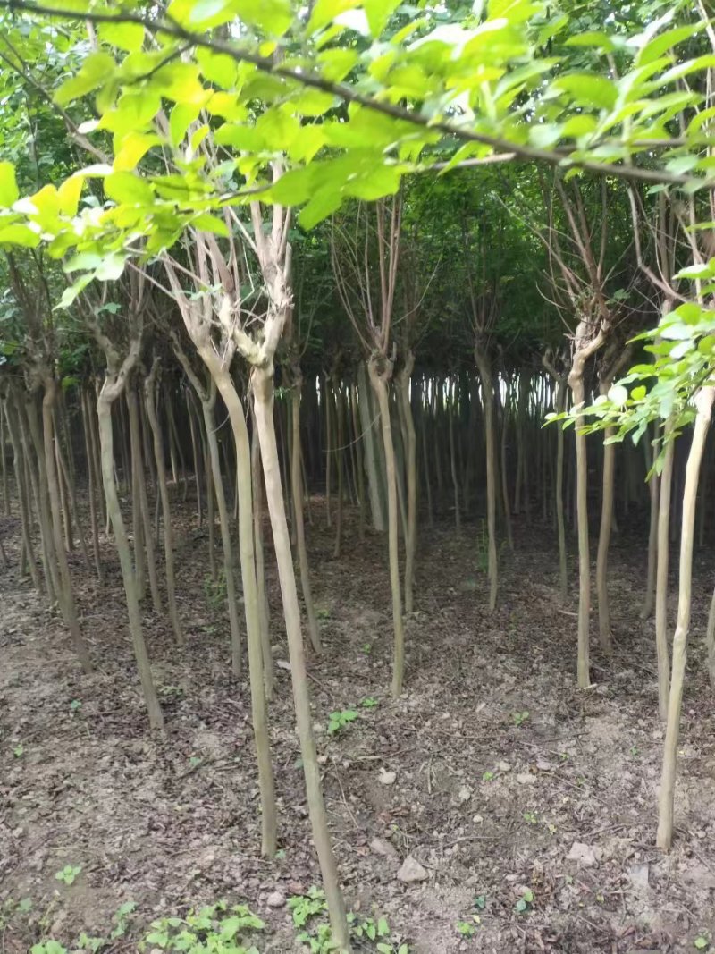 3公分紫薇量大，需要的联系