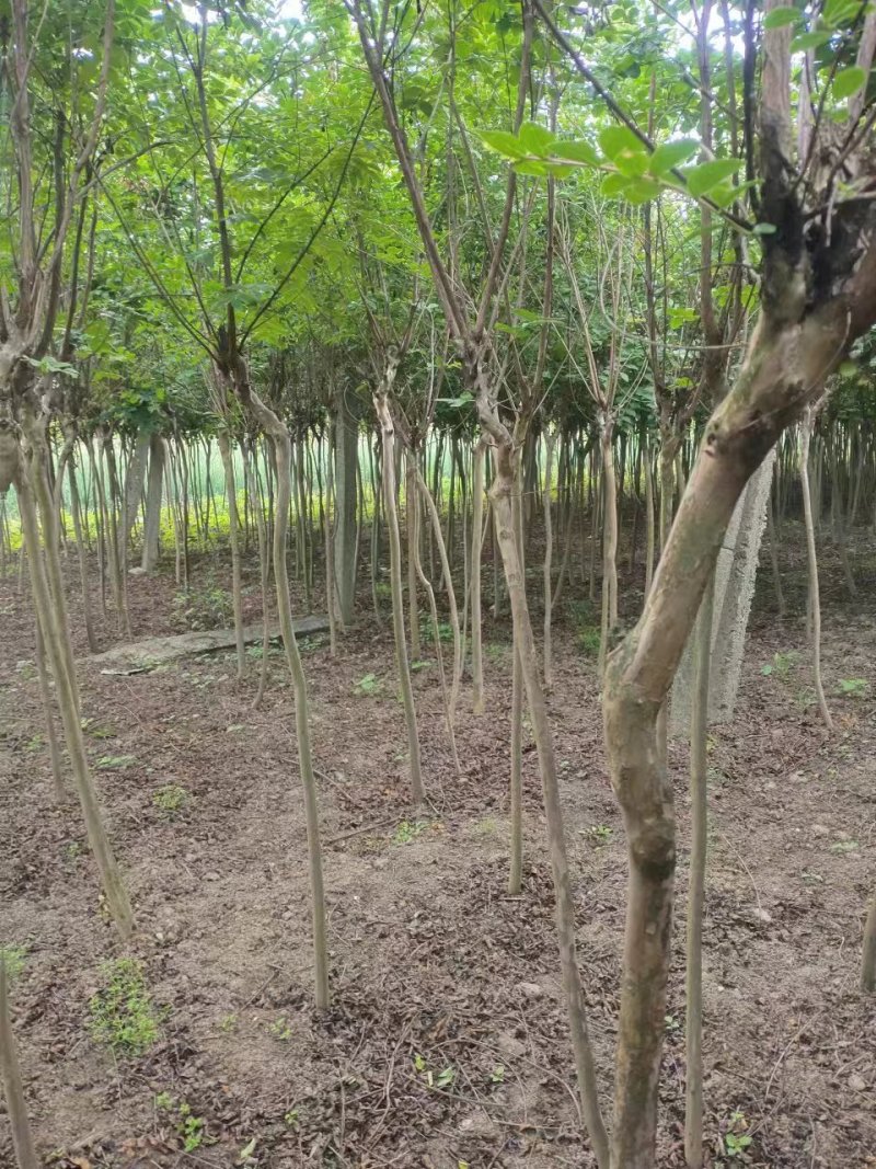 3公分紫薇量大，需要的联系