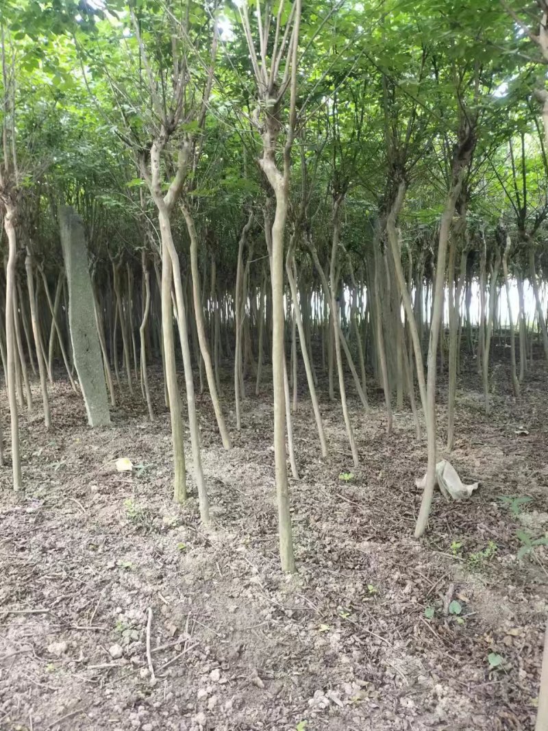 3公分紫薇量大，需要的联系