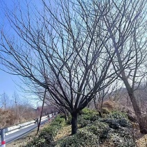 樱花树，晚樱，晚樱花树，大量有货各种规格都有欢迎来电