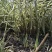 大量供应花叶芦竹盆栽苗地栽苗一手货源园林绿化工程