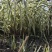 大量供应花叶芦竹盆栽苗地栽苗一手货源园林绿化工程