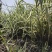 大量供应花叶芦竹盆栽苗地栽苗一手货源园林绿化工程