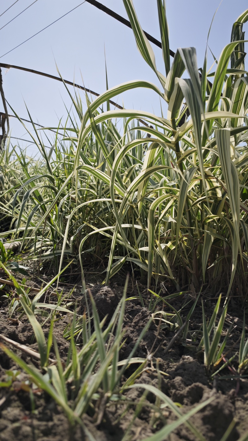 大量供应花叶芦竹盆栽苗地栽苗一手货源园林绿化工程