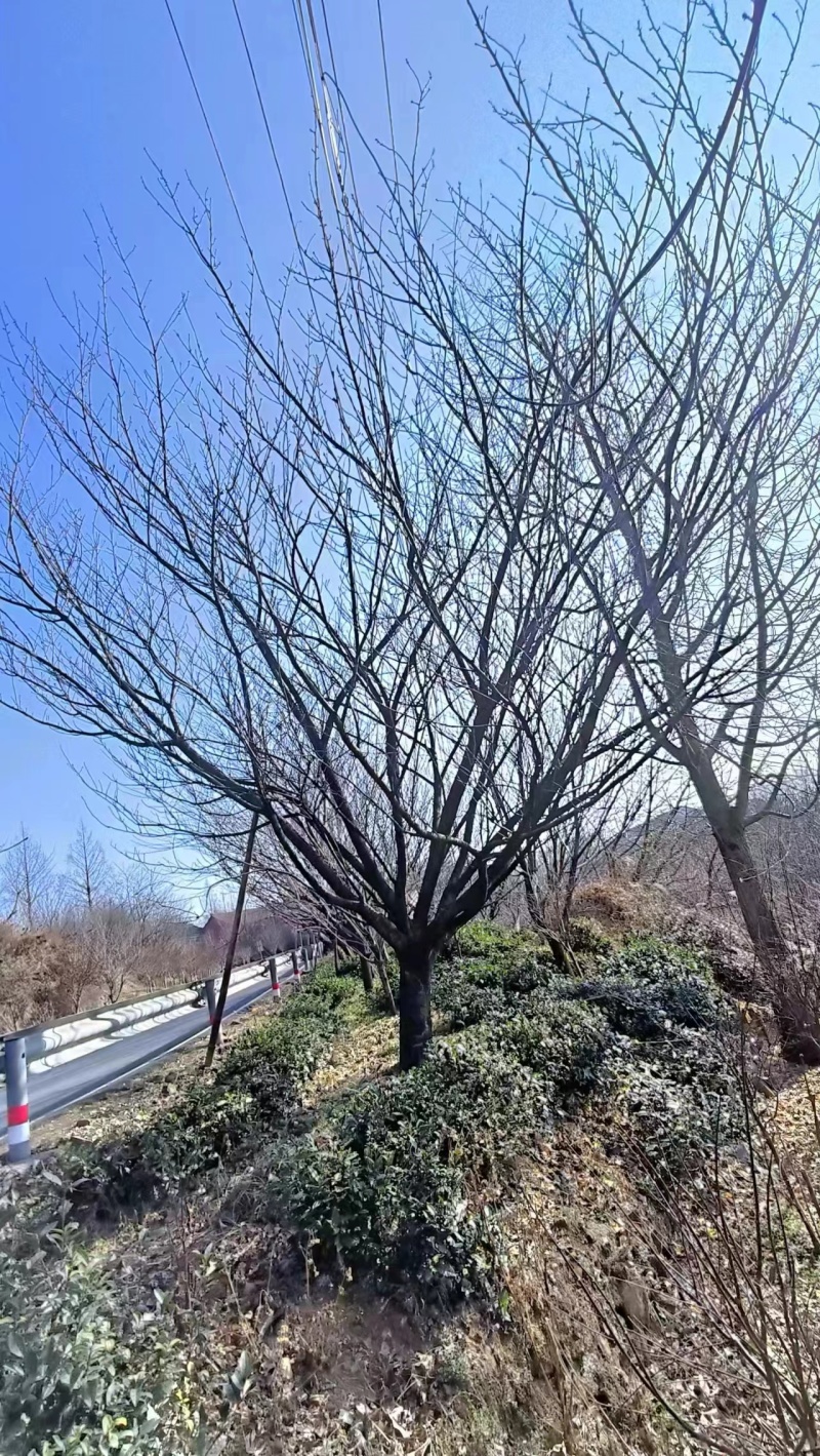 樱花树，晚樱，晚樱花树，大量有货各种规格都有欢迎来电