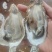 乳山生蚝批发，全年供货，货源稳定规格齐全。流通上到流通精标准