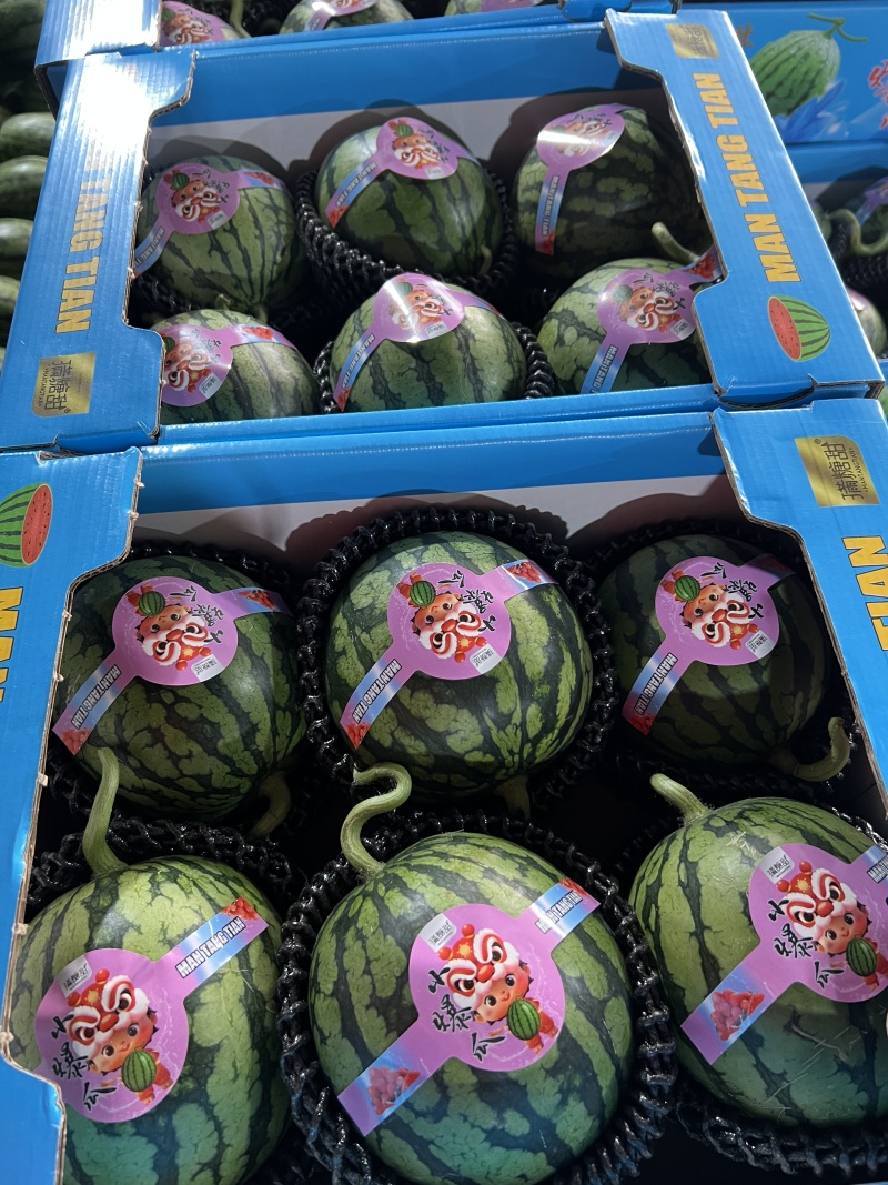 全美2K小吊瓜，小糖丸手掰西瓜，冰糖籽西瓜，小爆瓜
