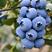 绿宝石，优瑞卡蓝莓，自家基地种植，欢迎大家选购。