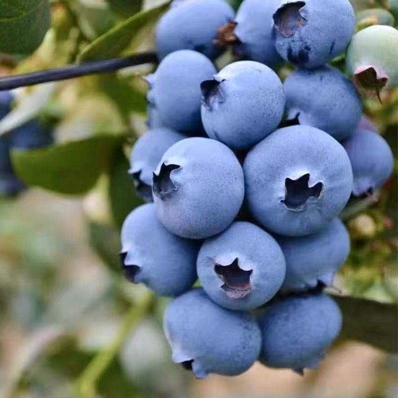 绿宝石，优瑞卡蓝莓，自家基地种植，欢迎大家选购。