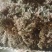 今年新货，山货密蒙花，