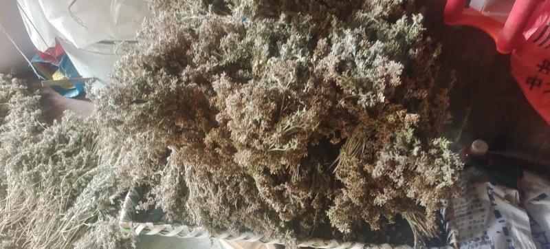今年新货，山货密蒙花，