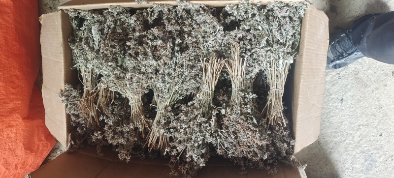 今年新货，山货密蒙花，