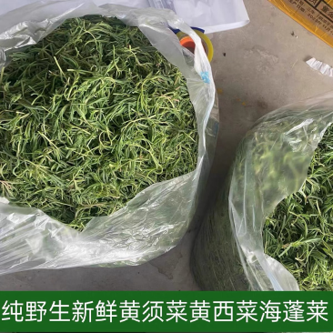 野生黄须菜现采大量现货