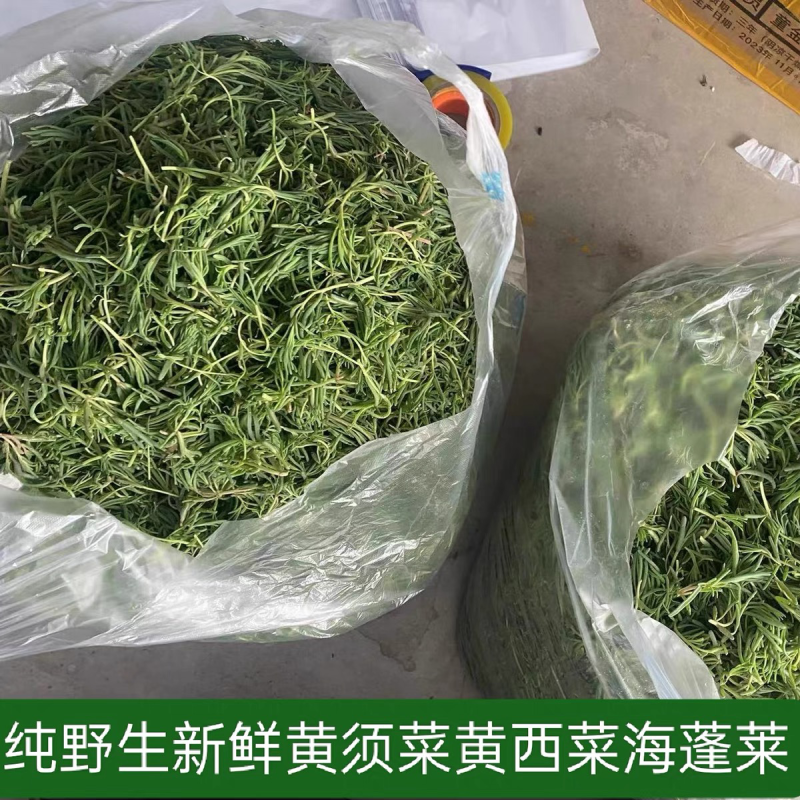野生黄须菜现采大量现货