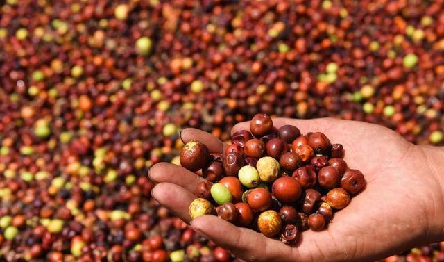 河北省邢台市西部太行山区的一片野生酸枣林,秋季果实成熟,枝条上挂满红褐色的小型酸枣果实,背景为丘陵地貌,阳光照射下果粒晶莹,部分已自然脱落于地面,当地农民正在手工采摘 太行山山区酸枣林实景