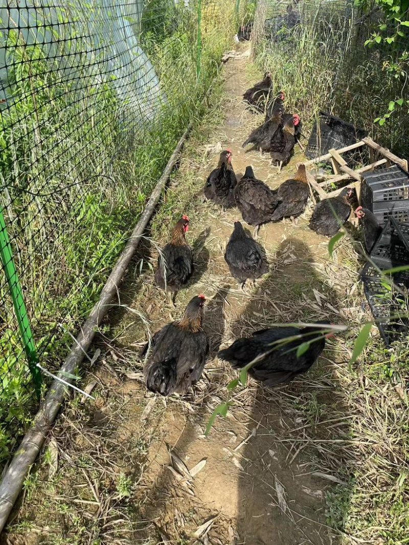 黑凤鸡跑山鸡正宗散养土鸡