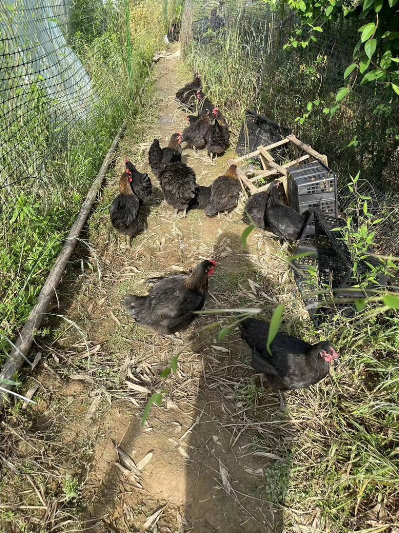 黑凤鸡跑山鸡正宗散养土鸡