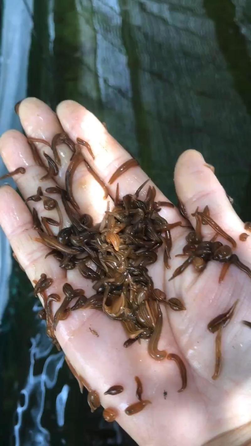 水蛭苗（蚂蝗）全国包邮100%包活。送肥水产品。技术指导