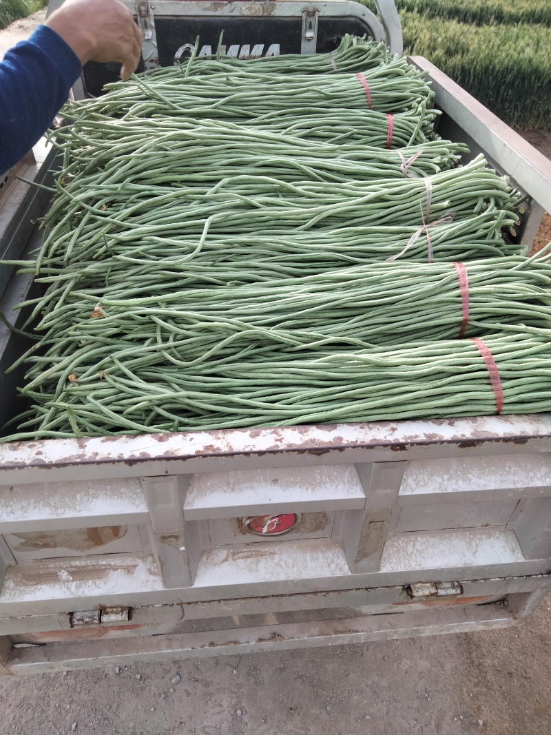 莘县长豆角豇豆角翠绿长豆角大量上市欢迎选购，品质优