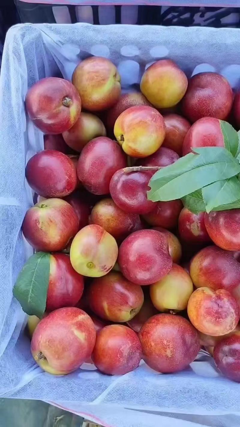 脆甜珍珠枣密桃大量上市实力供货对接出口商超市场