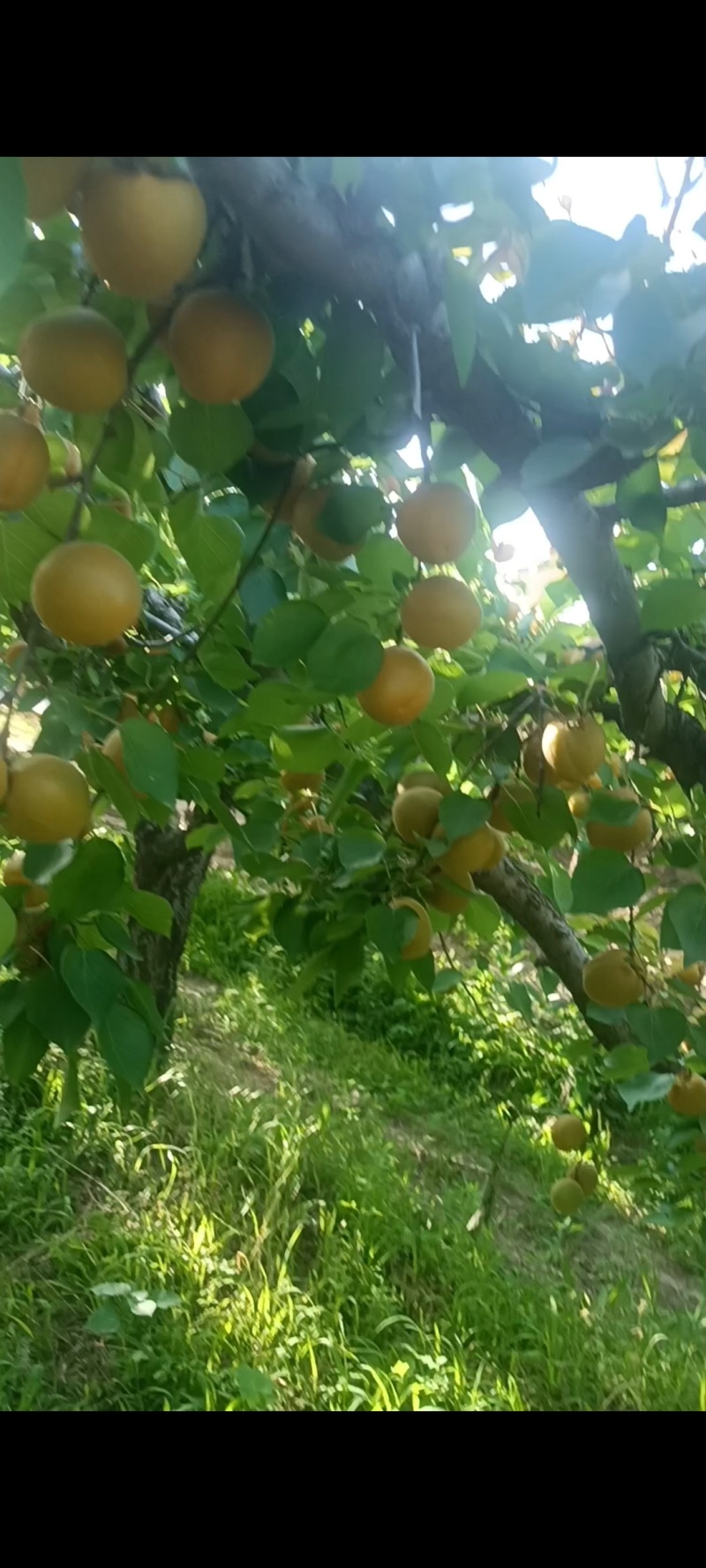 陕西省大荔县金太阳杏大量上市，可大量供应市场电商