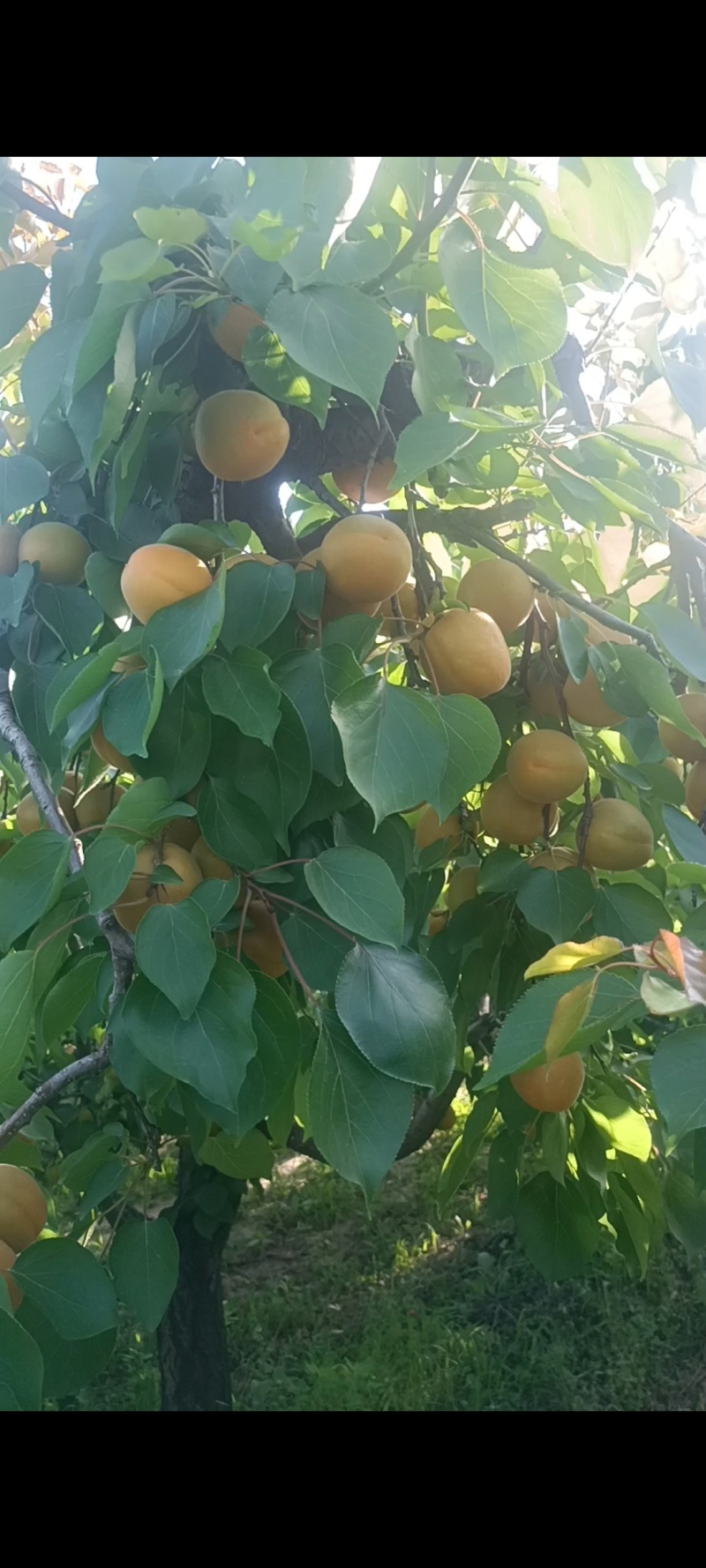 陕西省大荔县金太阳杏大量上市，可大量供应市场电商