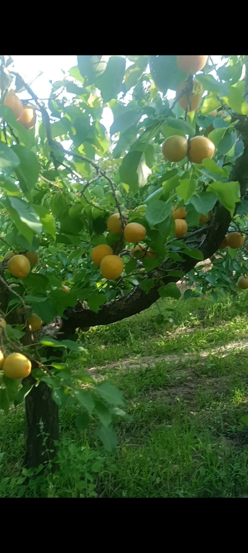 陕西省大荔县金太阳杏大量上市，可大量供应市场电商