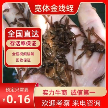 水蛭苗（蚂蝗）全国包邮100%包活。送肥水产品。技术指导