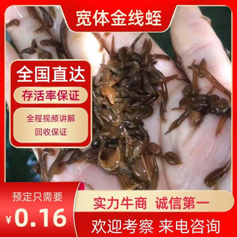 水蛭苗（蚂蝗）全国包邮100%包活。送肥水产品。技术指导