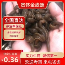 宽体金线蛭（蚂蝗苗）满月苗，技术指导包回收存活率高