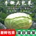 中甘甘蓝产地一手货源，质量我给你把握好，价格给你好，来吧