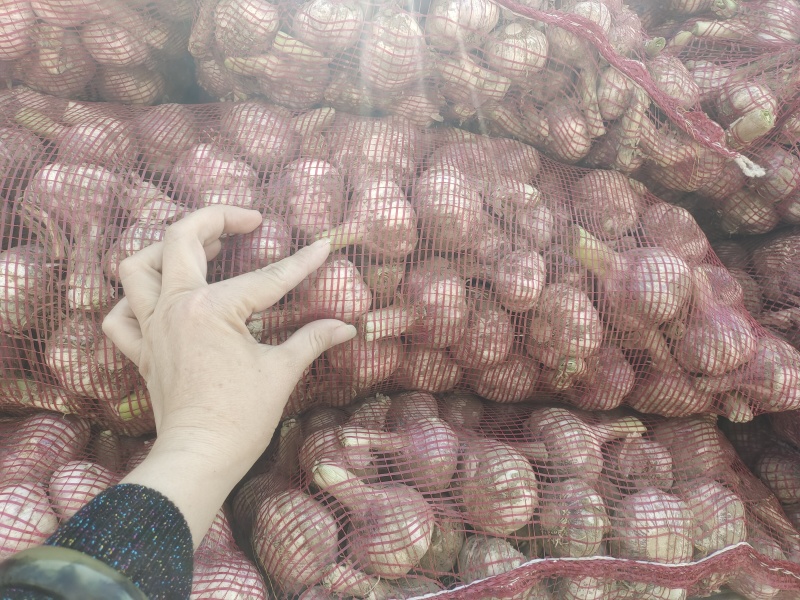 金乡大蒜干蒜现挖鲜蒜代收代存冷库出租电商市场货
