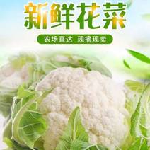 河南有机花小米粒乳白白花菜代收代发全国市场货源充足！