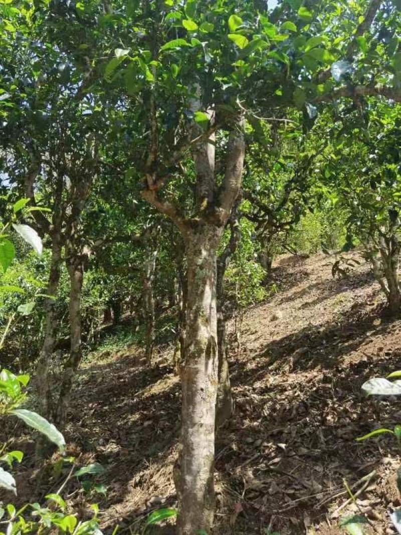 源头产地各个品种茶山工厂稳定货源