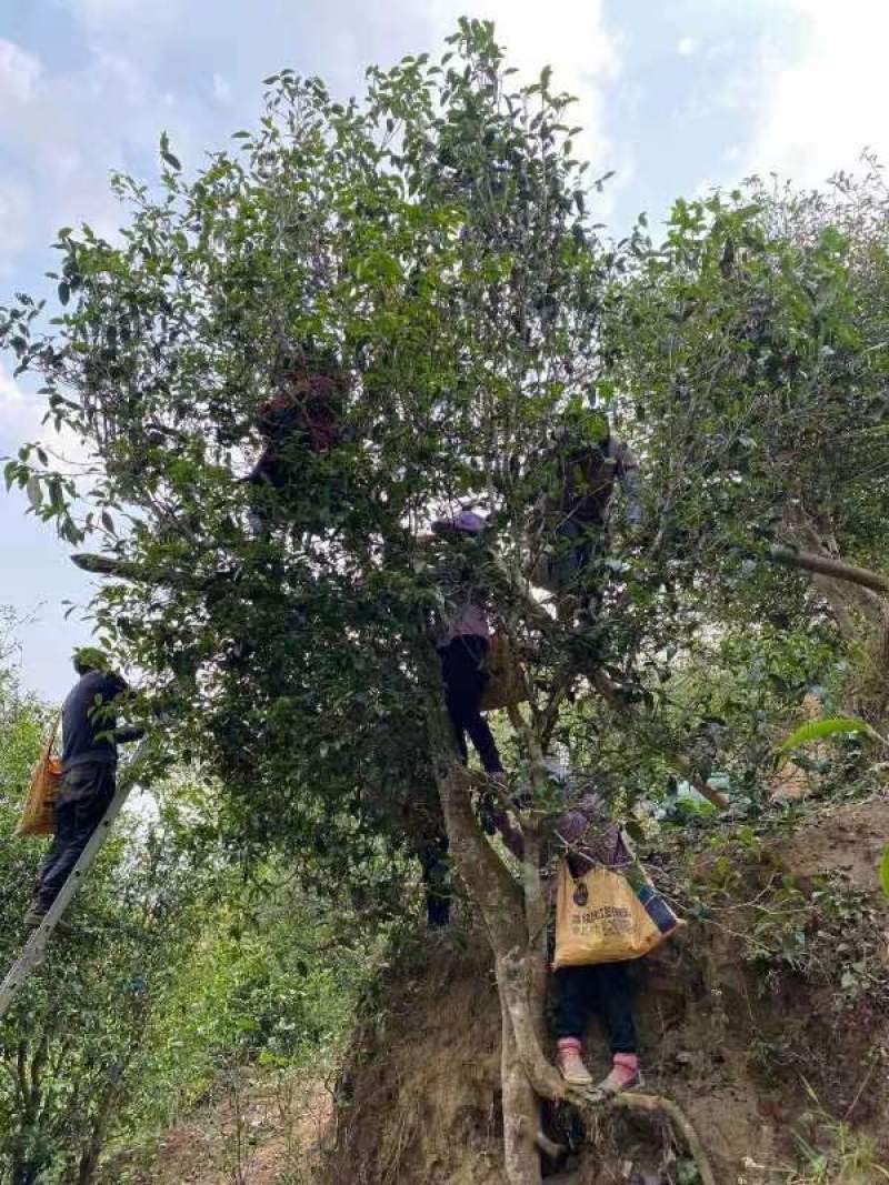 源头产地各个品种茶山工厂稳定货源