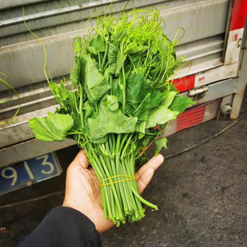 大量龙须菜，有需要的老板联系